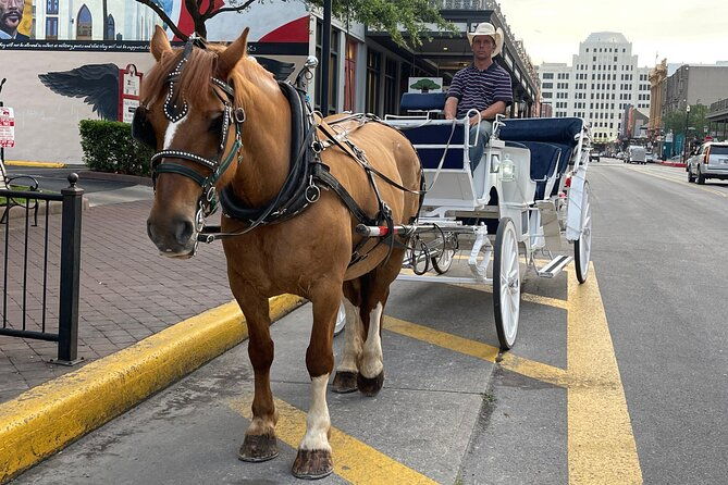 private-carriage-tour-of-galveston
