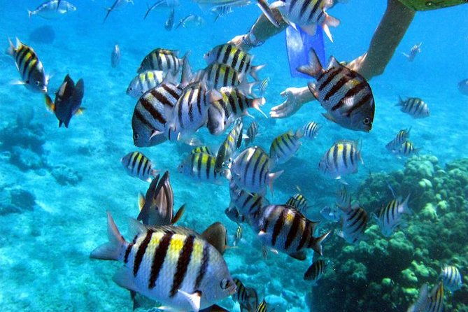 private-catamaran-booze-cruise-snorkeling