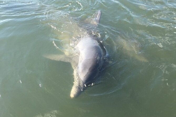 private-charleston-dolphin-and-eco-boat-tour-2