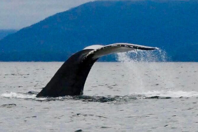 private-charter-scenic-wildlife-excursion-for-cruise-passengers