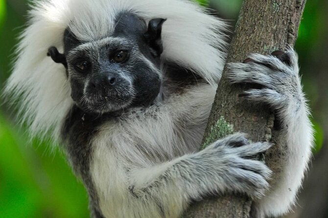 private-cotton-top-tamarin-adventure-tour