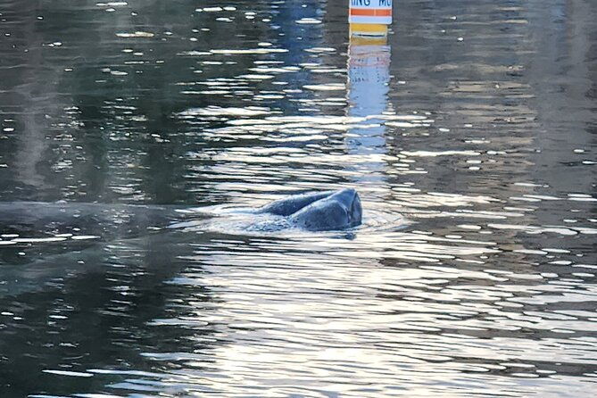 private-crystal-river-wildlife-boat-tour