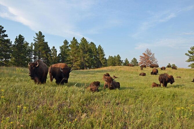 private-custer-state-park-safari-and-hiking-tour