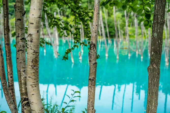 private-day-trip-to-asahiyama-zoo-and-biei-blue-pond