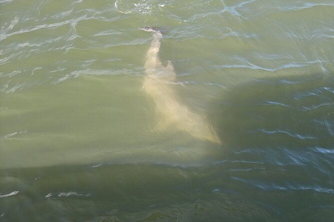 private-dolphin-boat-tour-in-hilton-head-island-2