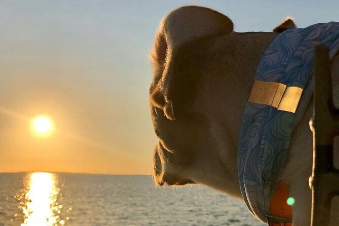 private-dolphin-watch-and-sunset-boat-tour-port-aransas-texas