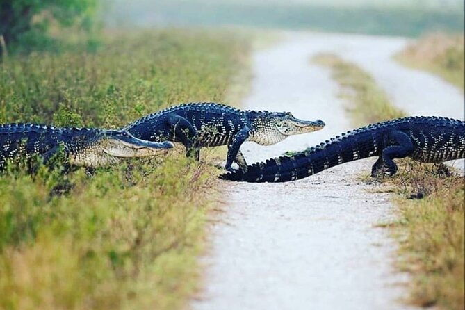 private-everglades-tour-explore-the-beauty-of-the-everglades