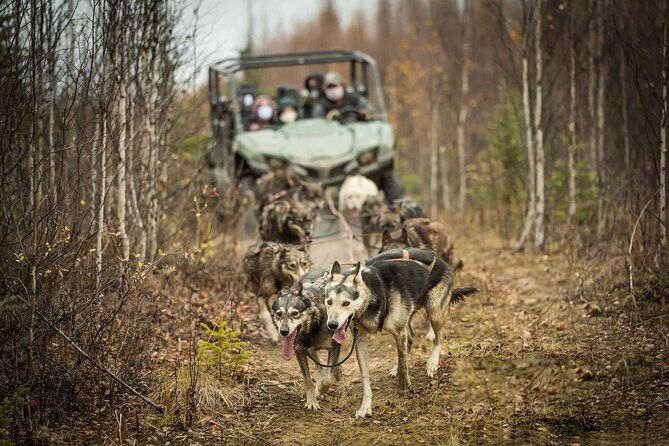 private-fall-foliage-mushing-cart-ride-in-fairbanks-2