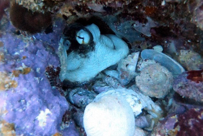 private-full-day-guided-snorkeling-or-diving-charter-in-st-thomas