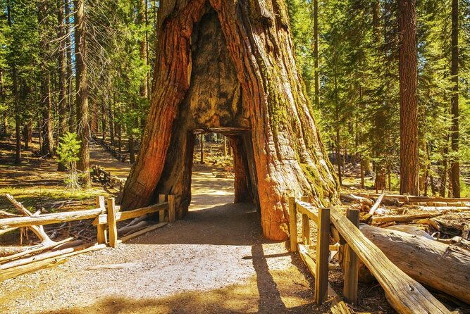 private-giant-sequoia-grove-hike