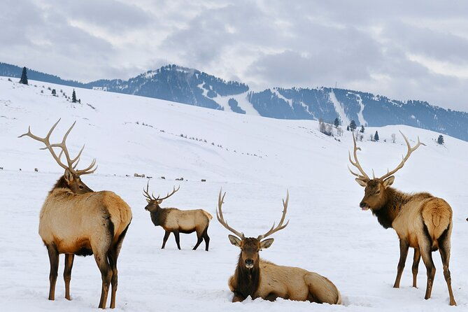 private-grand-teton-wildlife-safari-elk-refuge-sleigh-ride-lunch