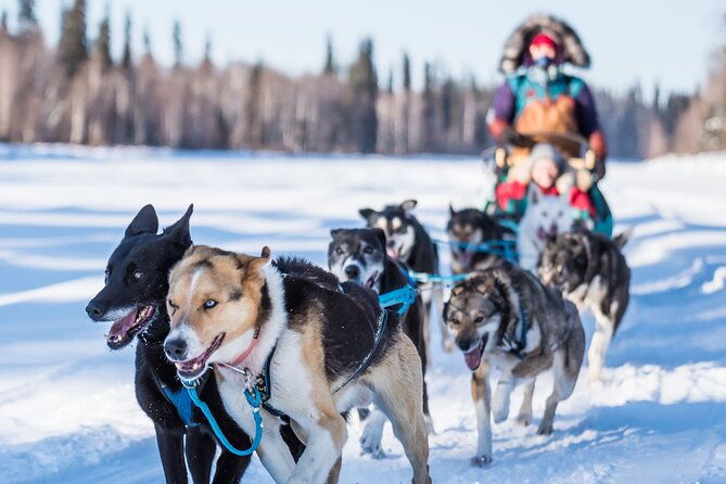private-guided-dog-sledding-on-the-historic-yukon-quest-trail
