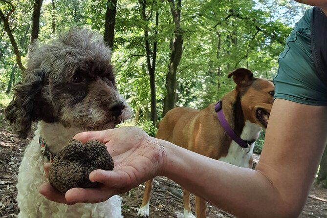 private-guided-truffle-hunting-tour-in-serbia-with-lunch
