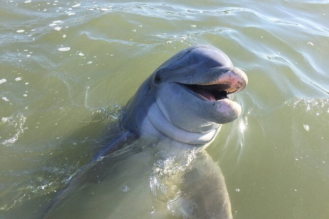 private-hilton-head-dolphin-tour