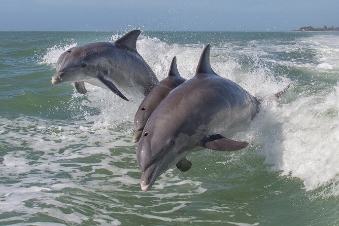 private-historical-wildlife-and-dolphin-cruise-south-padre-island