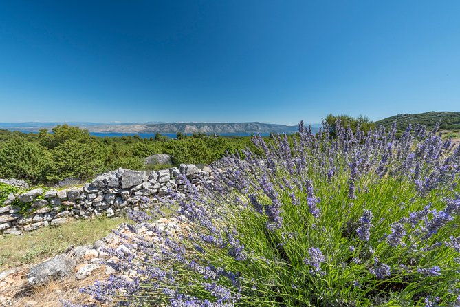 private-hvar-island-tour-and-olive-oil-tasting-2