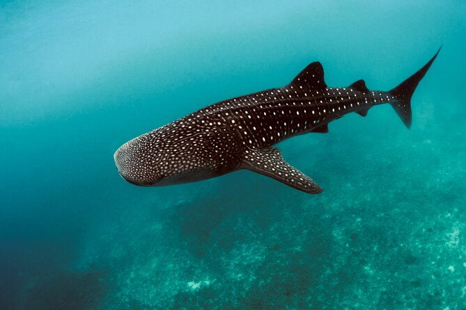 private-intro-scuba-adventure-2