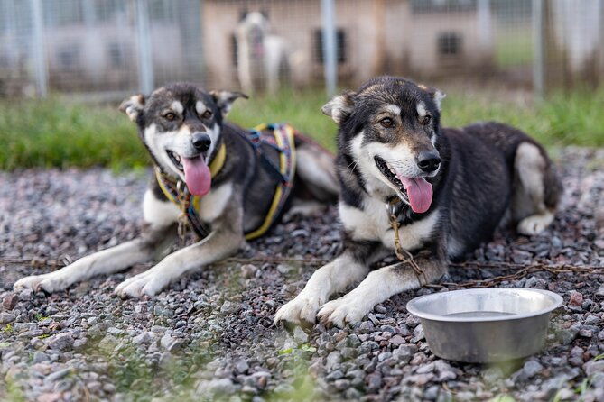private-kennel-visit-and-atv-tour-with-the-huskies-2