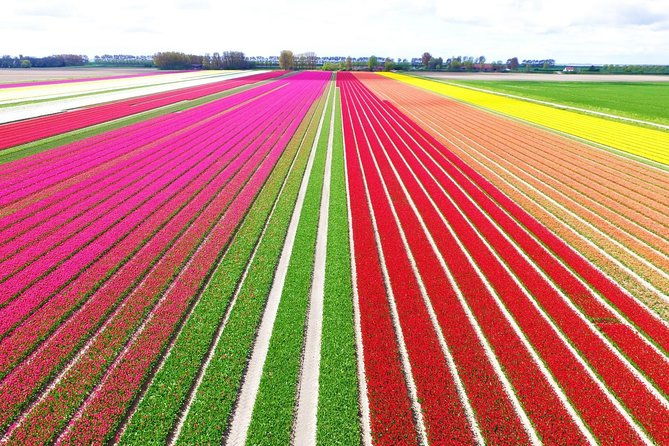 private-keukenhof-tulip-fields-tour-from-amsterdamskip-the-line-2