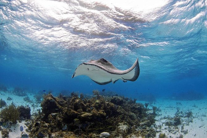 private-luxury-halfday-w-jetski-stingray-city-snorkeling-starfish-beach-tour