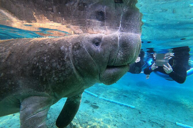 private-manatee-snorkeling-tour