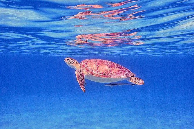 private-morning-half-day-snorkeling-trip