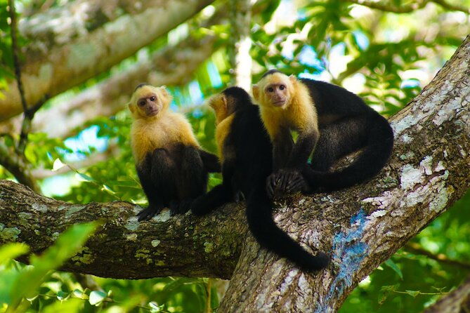private-nature-tour-in-cabo-blanco-park-costa-rica
