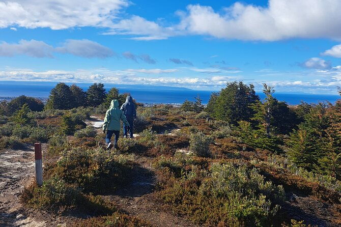 private-patagonian-forest-hike-in-punta-arenas-4-hour