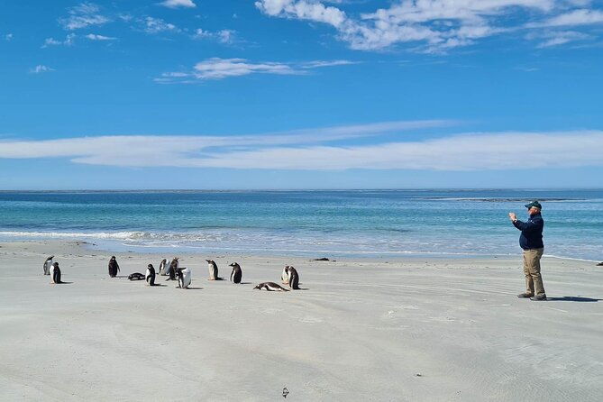 private-penguin-paradise-tour-penguins-scenery-stanley