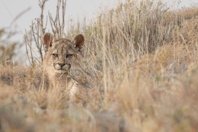 private-pumas-and-wildlife-watching-experience