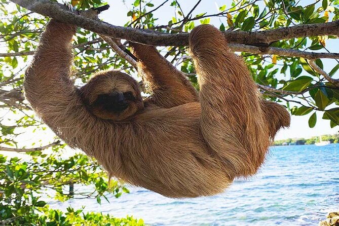 private-roatan-sloths-and-island-tour