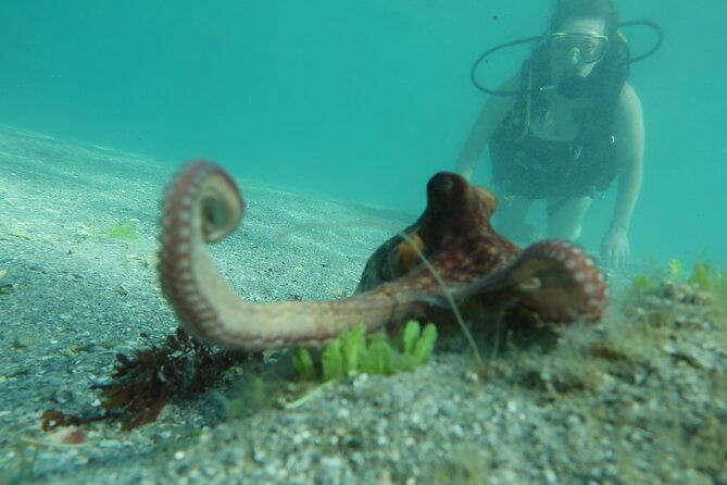 private-scuba-diving-expert-led-excursion-training-with-tour