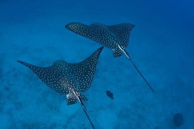 private-snorkeling-tour-by-boat-in-flamingo-beach