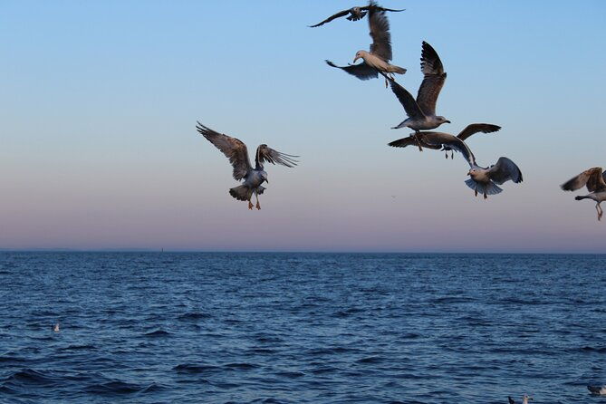 private-sunset-dolphin-excursion-with-dinner-and-animation