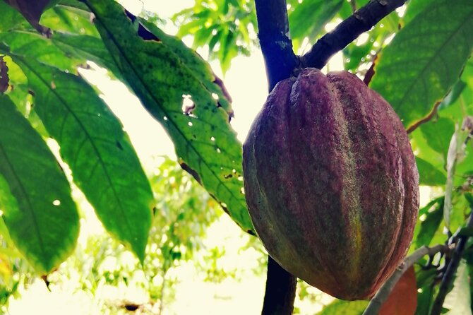 private-tour-cocoa-coffee-local-market-and-cigars-factory