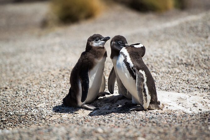 private-tour-discovering-punta-tombo-penguin-reserve-from-puerto-madryn