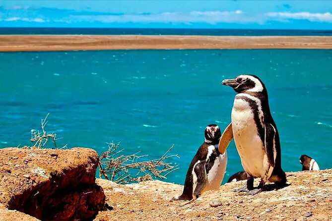 private-tour-for-cruises-around-peninsula-valdes