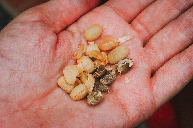 private-tour-the-urban-coffee-culture-in-medellin-coffee-farm-workshop
