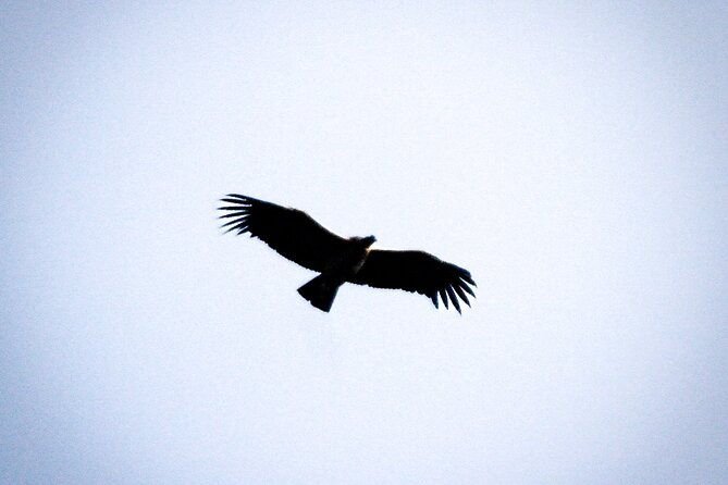private-tour-to-spotting-condors-at-antisana-volcano-all-included