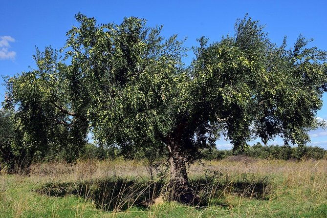 private-tourvisit-of-agricultural-farm-and-free-time-in-olympia