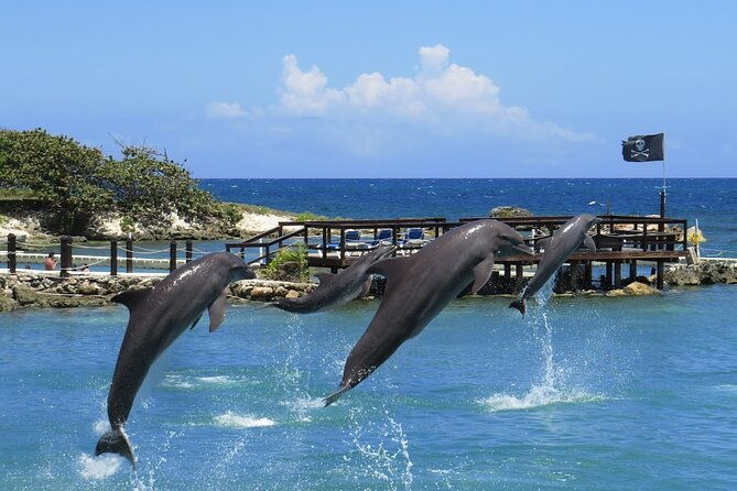 private-transportation-to-from-dolphin-cove-in-montego-bay