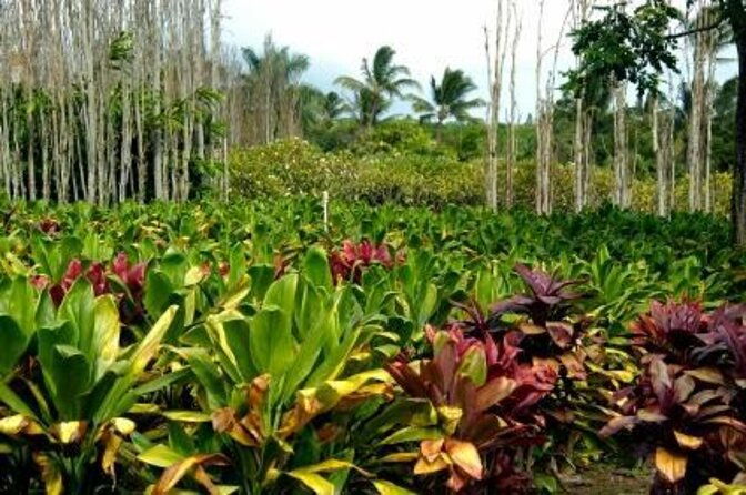 private-tropics-of-maui-rainforest-valley-kahului-wailea-kihei-pick-up