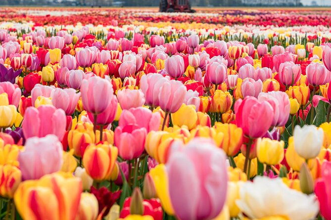 private-tulip-fields-windmills-and-cheese-tour-from-amsterdam