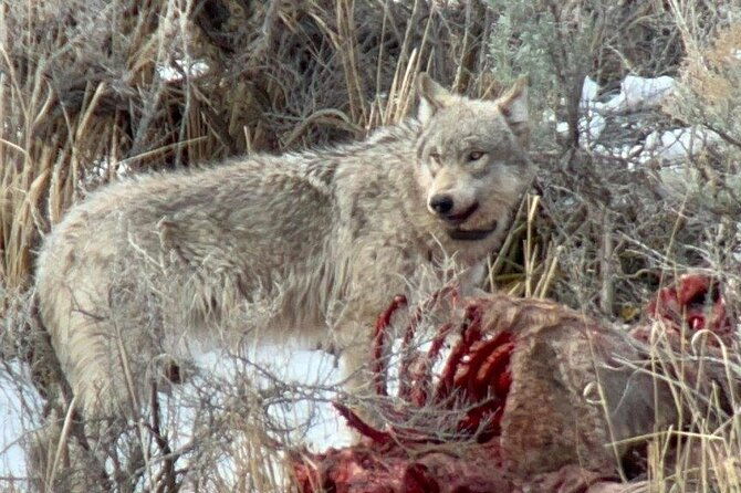 private-vip-wildlife-winter-safari-of-yellowstone