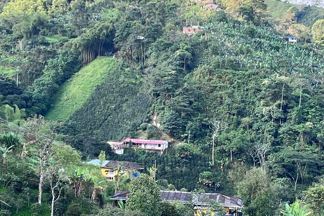 private-visit-to-organic-and-craft-coffee-farm-in-risaralda