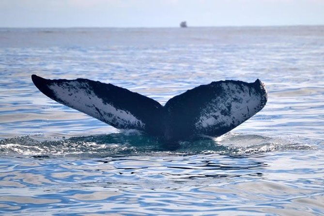 private-waitukubuli-dolphin-whale-watching