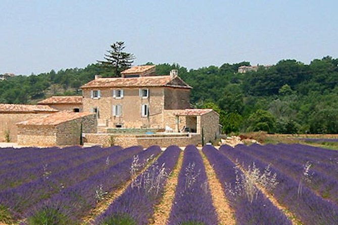 provence-and-lavender-private-guided-full-day-tour