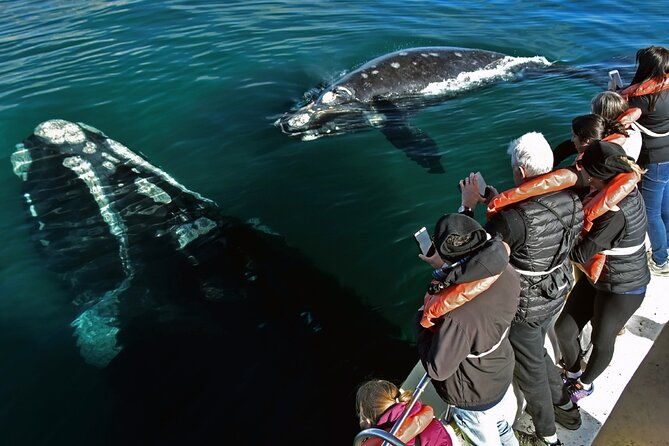 puerto-madryn-peninsula-valdes-national-park-day-trip