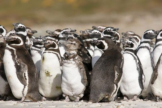 puerto-madryn-shore-excursion-private-day-trip-to-punta-tombo-penguin-colony