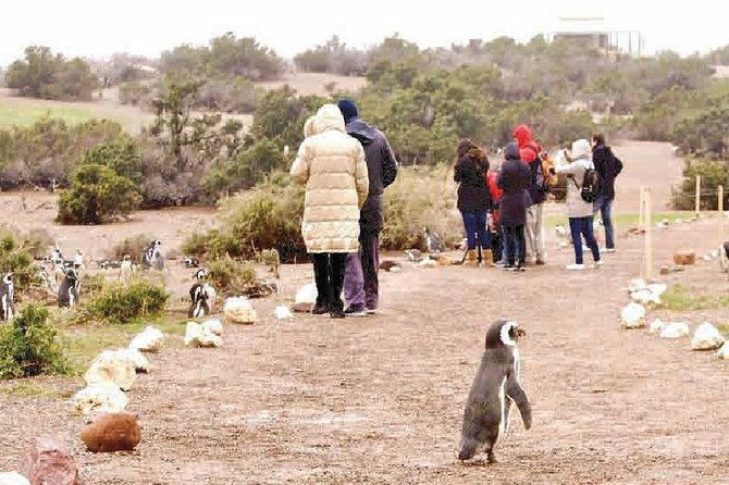 punta-tombo-full-day-tour-or-shore-excursion